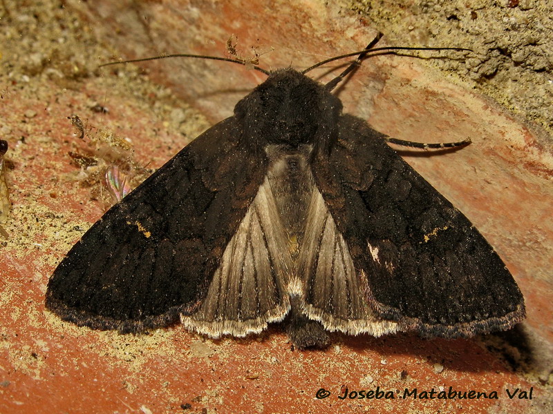 Noctuidae di questa fine settimana